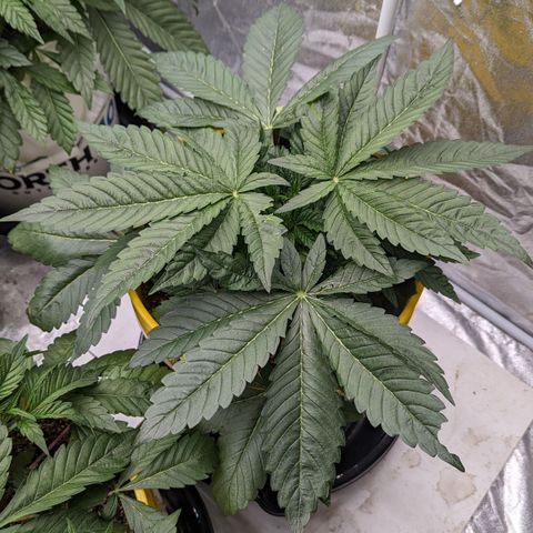 Meat Apple #1 growlog timeline photo