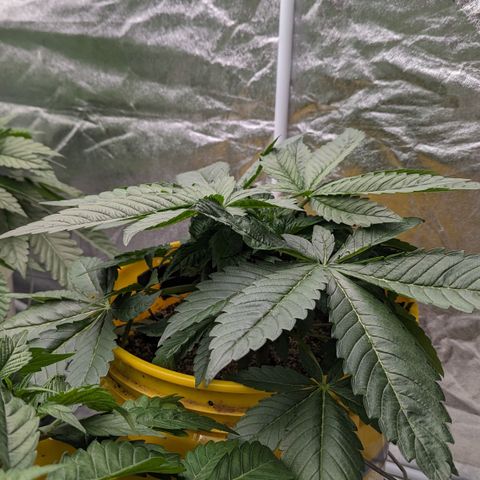 Meat Apple #1 growlog timeline photo