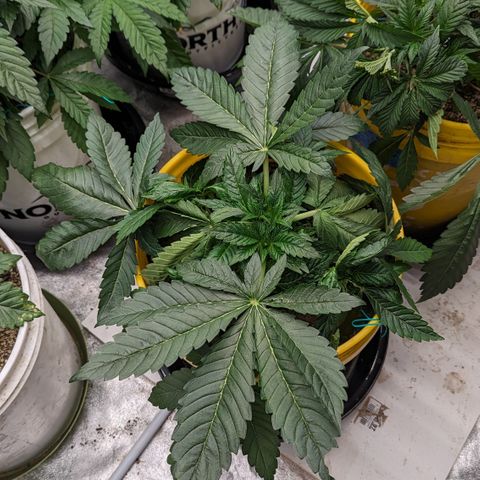 Meat Apple #1 growlog timeline photo