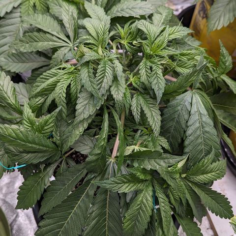 EAB #1 growlog timeline photo