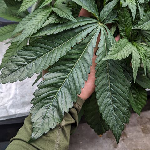 EAB #1 growlog timeline photo