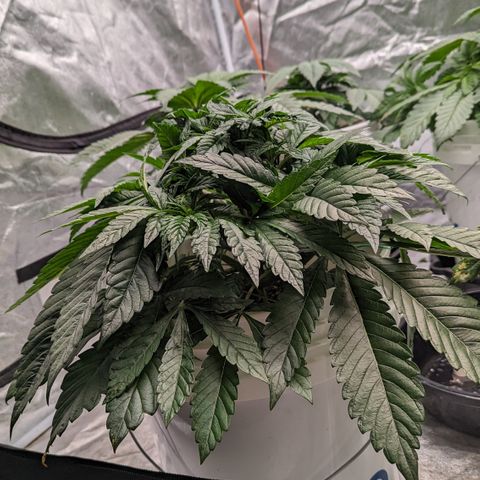 EAB #1 growlog timeline photo