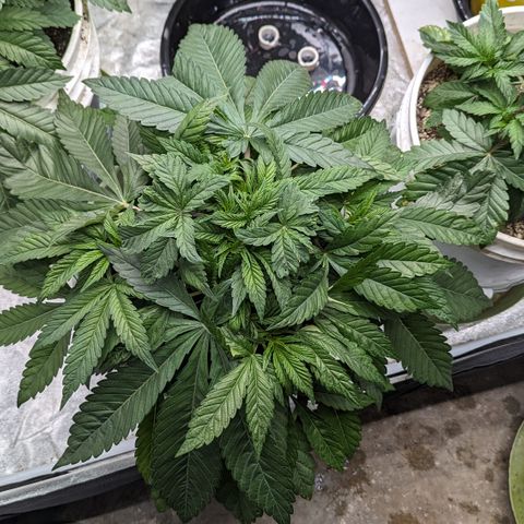 EAB #1 growlog timeline photo