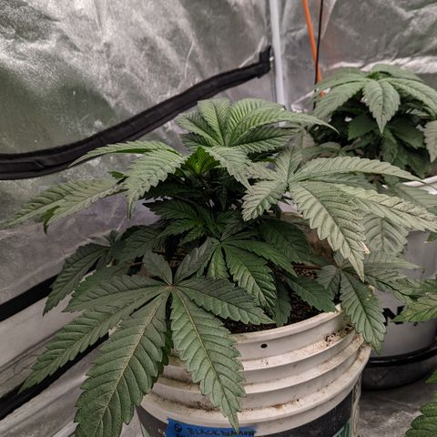 Black Diamond #2 growlog timeline photo