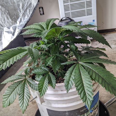 Black Diamond #2 growlog timeline photo