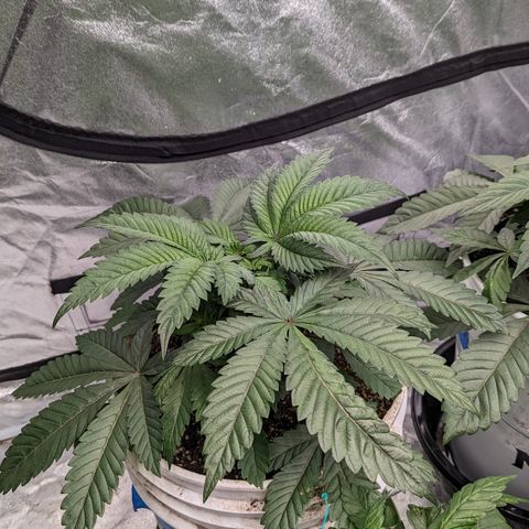 Black Diamond #2 growlog timeline photo