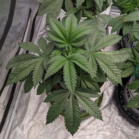 Black Diamond #2 growlog timeline photo