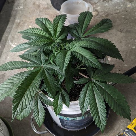 Black Diamond #2 growlog timeline photo