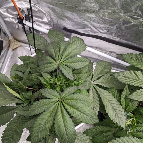 Black Diamond #1 growlog timeline photo