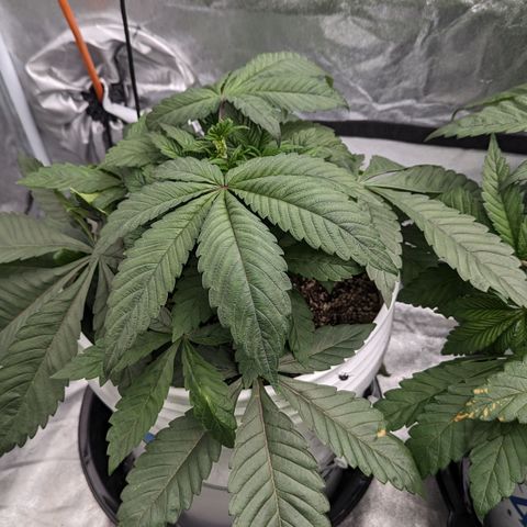 Black Diamond #1 growlog timeline photo