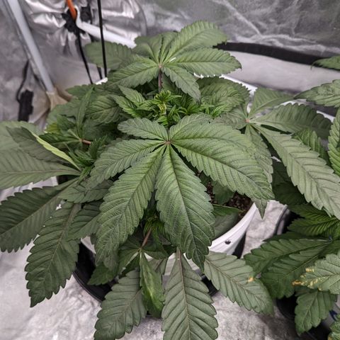 Black Diamond #1 growlog timeline photo