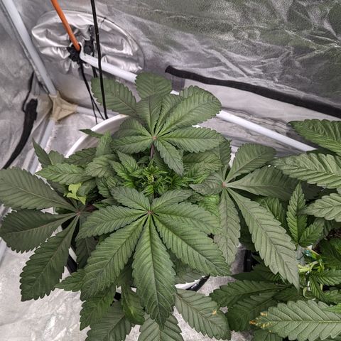 Black Diamond #1 growlog timeline photo