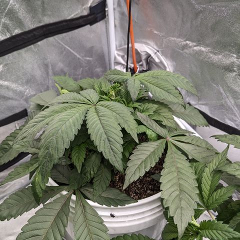 Black Diamond #1 growlog timeline photo
