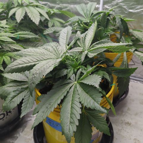 Meat Apple #1 growlog timeline photo