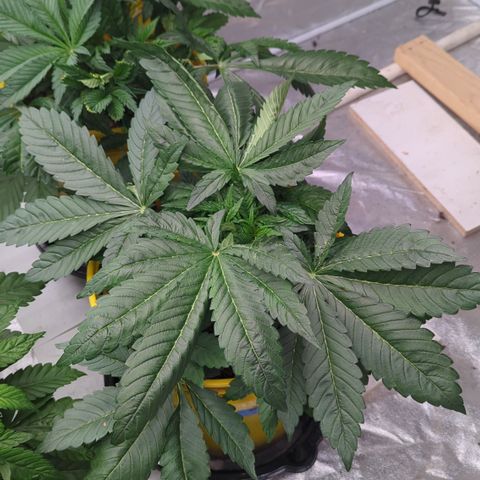 Meat Apple #1 growlog timeline photo