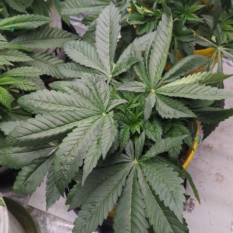 Meat Apple #1 growlog timeline photo