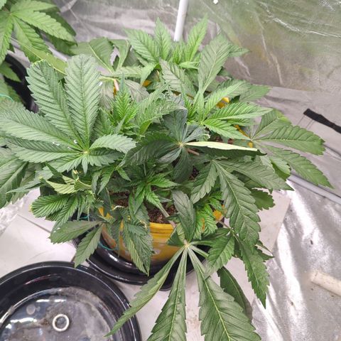 Meat Apple #2 growlog timeline photo