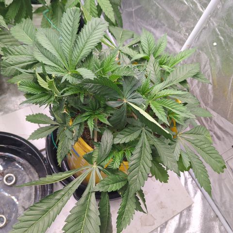 Meat Apple #2 growlog timeline photo