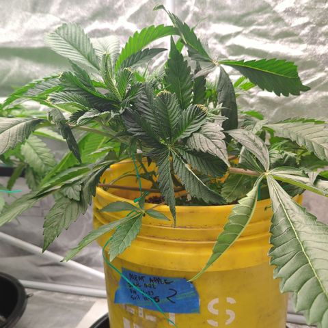 Meat Apple #2 growlog timeline photo