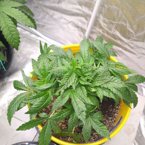 Meat Apple #1 growlog timeline photo