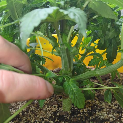 Meat Apple #1 growlog timeline photo
