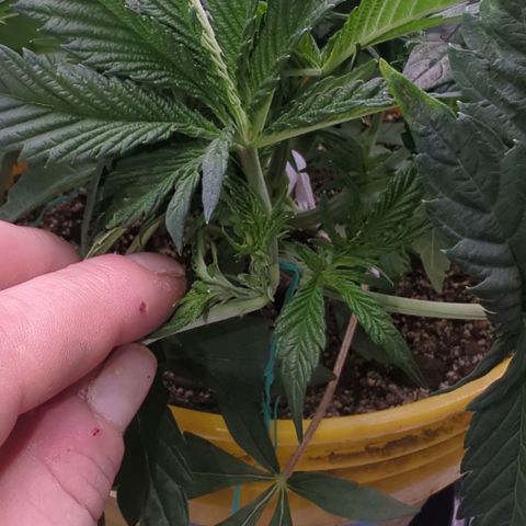 Meat Apple #2 growlog timeline photo