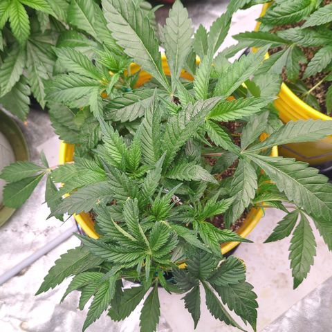 Meat Apple #2 growlog timeline photo