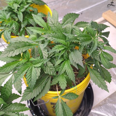 Meat Apple #2 growlog timeline photo