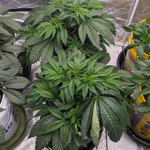 EAB #1 growlog timeline photo