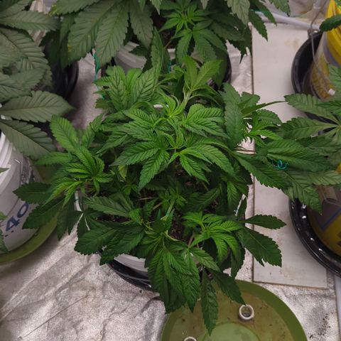 EAB #1 growlog timeline photo