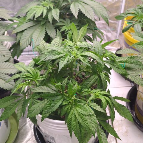 EAB #1 growlog timeline photo