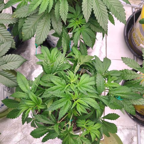 EAB #1 growlog timeline photo