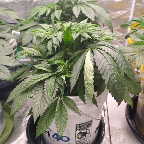 EAB #1 growlog timeline photo