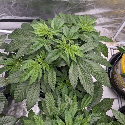 EAB #1 growlog timeline photo
