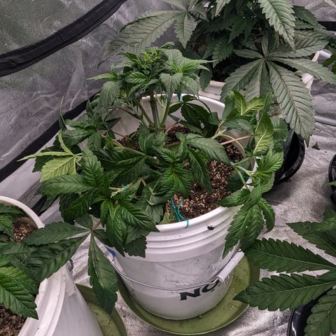 Black Diamond #1 growlog timeline photo