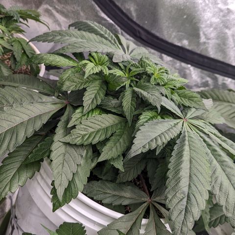 Black Diamond #1 growlog timeline photo