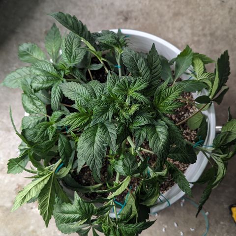 Black Diamond #1 growlog timeline photo