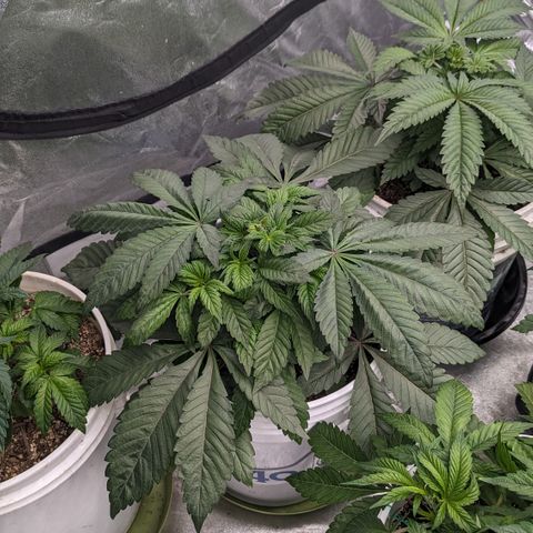 Black Diamond #1 growlog timeline photo