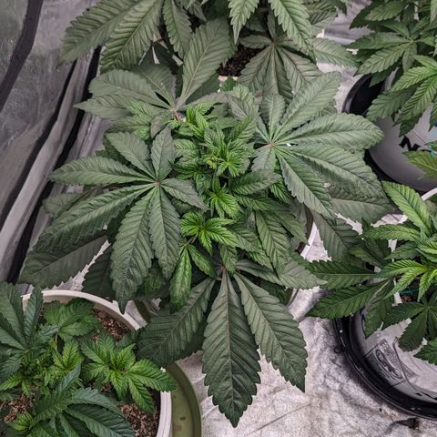 Black Diamond #1 growlog timeline photo