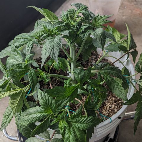 Black Diamond #1 growlog timeline photo