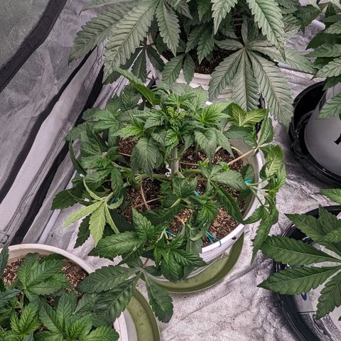 Black Diamond #1 growlog timeline photo
