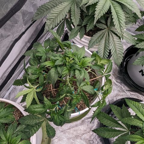 Black Diamond #1 growlog timeline photo