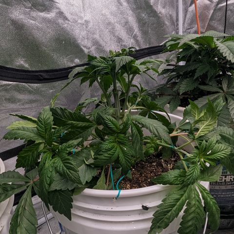 Black Diamond #1 growlog timeline photo