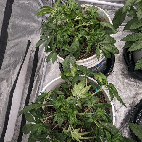 Black Diamond #2 growlog timeline photo