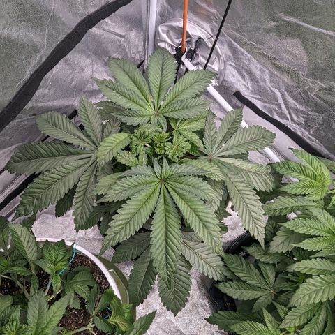 Black Diamond #2 growlog timeline photo