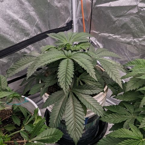Black Diamond #2 growlog timeline photo