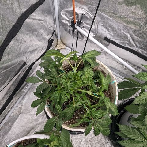 Black Diamond #2 growlog timeline photo