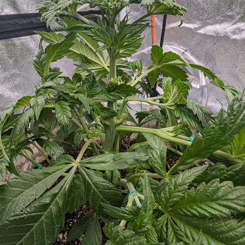 Black Diamond #2 growlog timeline photo