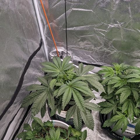 Black Diamond #2 growlog timeline photo