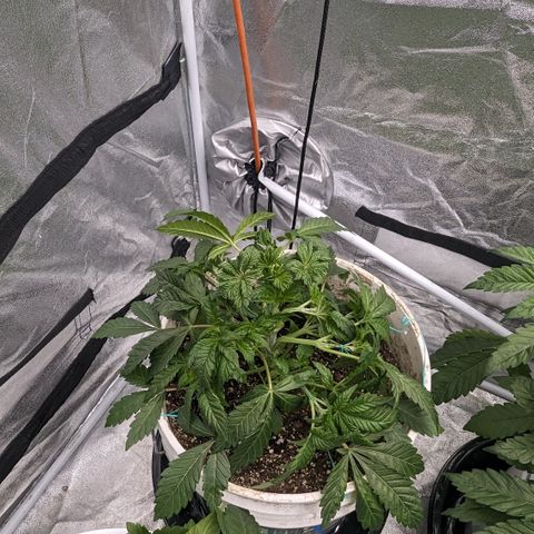 Black Diamond #2 growlog timeline photo